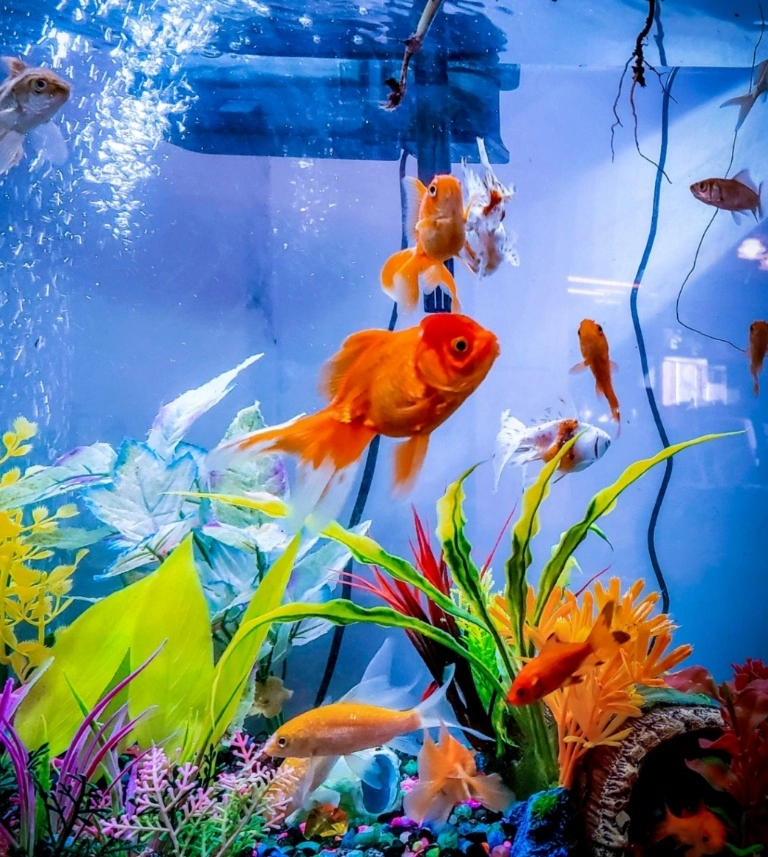 ryba w akwarium